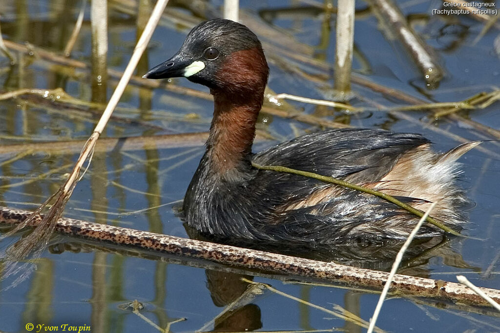 Grèbe castagneux, identification