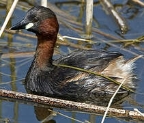 Little Grebe