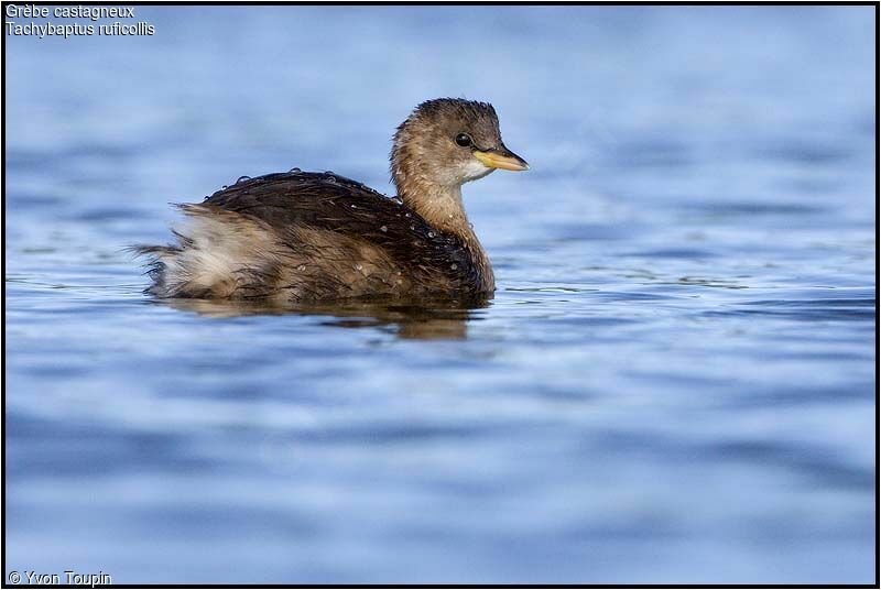 Little Grebe, identification