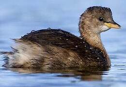 Little Grebe