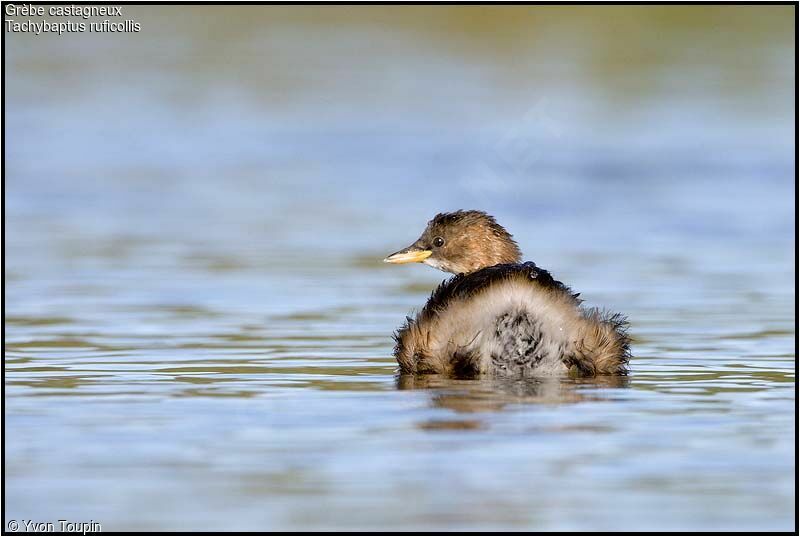 Little Grebe