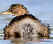 Little Grebe