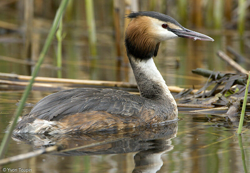 Great Crested Grebe