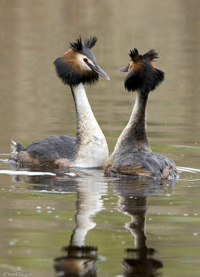 Great Crested Grebe , Behaviour