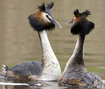 Great Crested Grebe