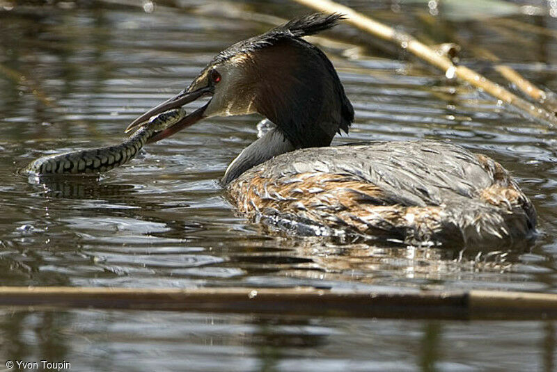 Great Crested Grebe