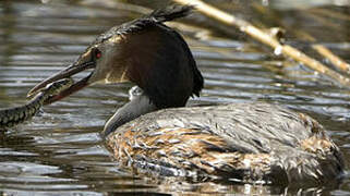 Great Crested Grebe