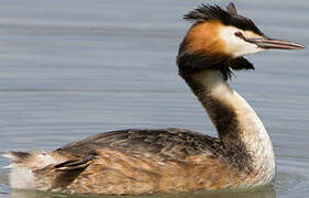 Great Crested Grebe