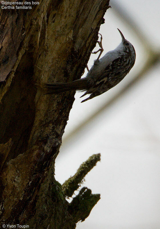 Eurasian Treecreeper