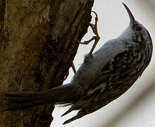 Eurasian Treecreeper