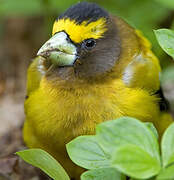 Evening Grosbeak