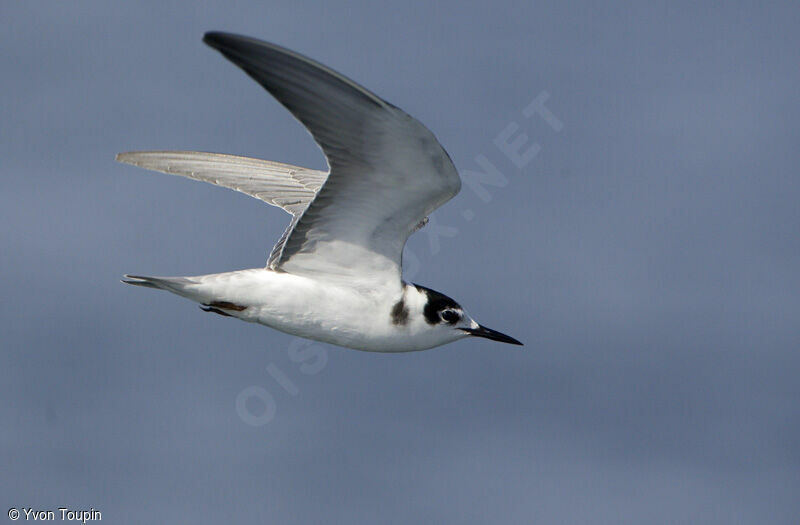 Black Tern, Flight