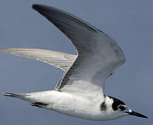 Black Tern