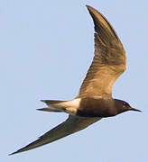 Black Tern