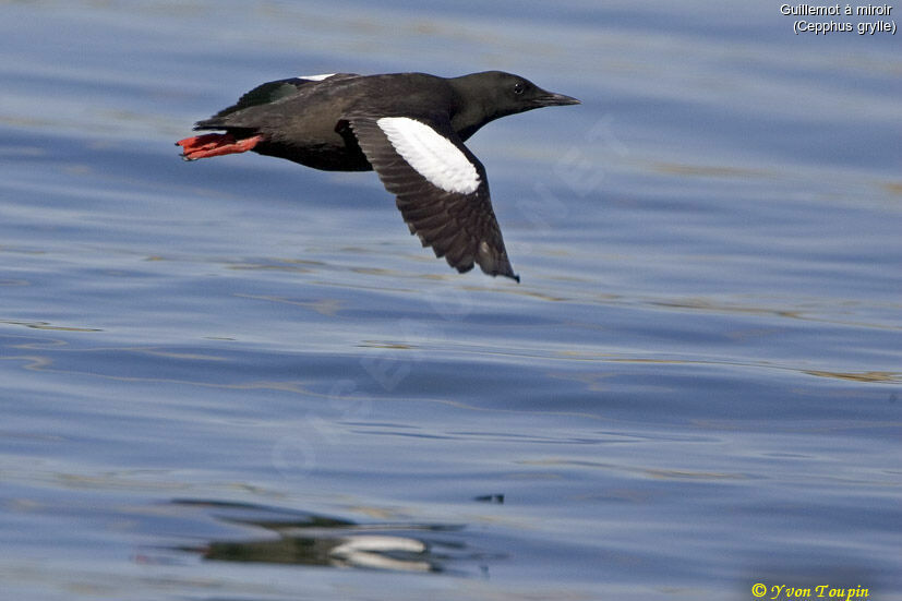 Black Guillemot, Flight