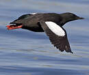 Guillemot à miroir