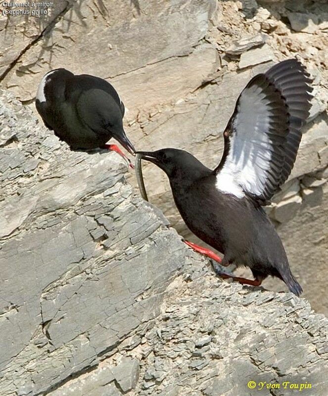 Black Guillemot, feeding habits