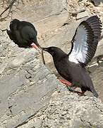 Guillemot à miroir