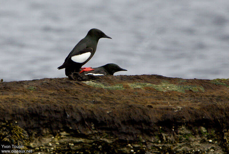 Guillemot à miroiradulte, accouplement.