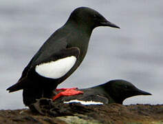 Guillemot à miroir