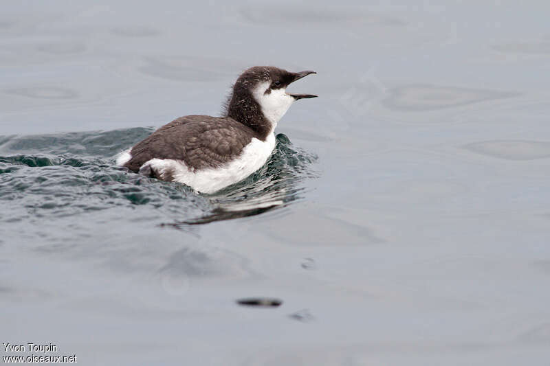 Guillemot de Troïljuvénile, identification