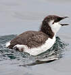 Guillemot de Troïl