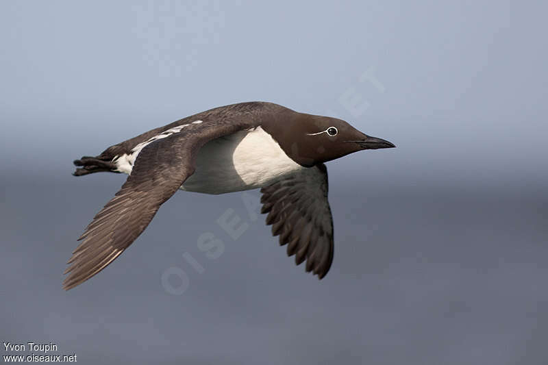 Guillemot de Troïladulte, Vol