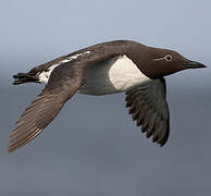 Guillemot de Troïl