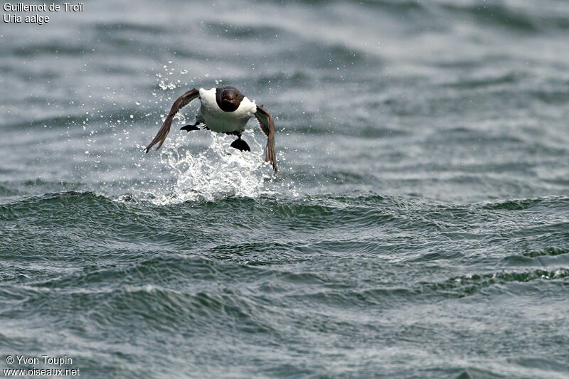 Guillemot de Troïl, Vol