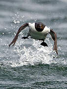 Guillemot de Troïl