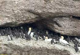 Common Murre