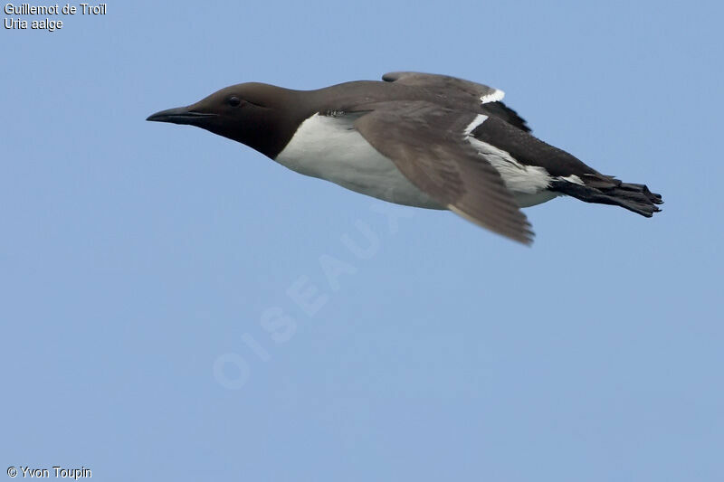 Common Murre, identification