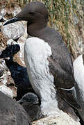 Common Murre