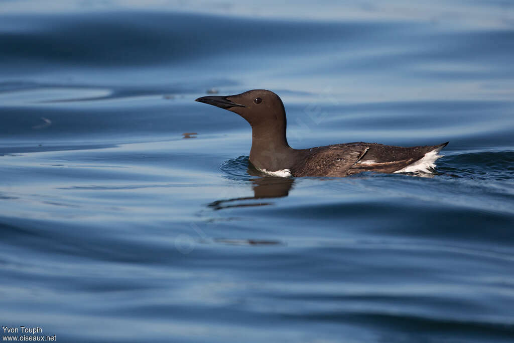 Guillemot de Troïladulte nuptial