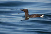 Guillemot de Troïl