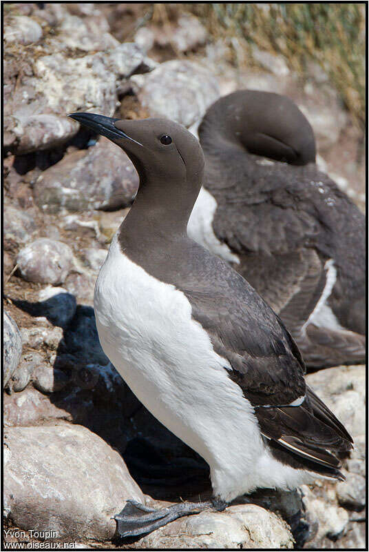 Guillemot de Troïladulte nuptial, identification