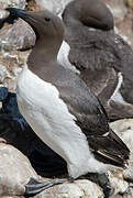 Guillemot de Troïl