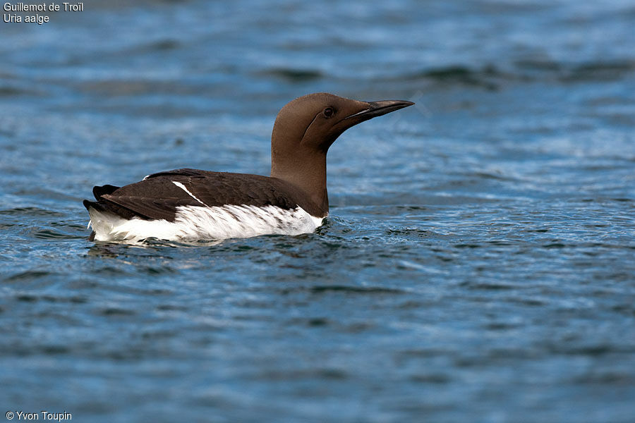 Guillemot de Troïl, identification