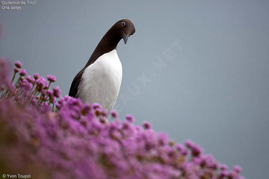 Guillemot de Troïl, identification