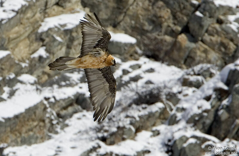 Bearded Vulture, Flight