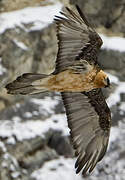 Bearded Vulture