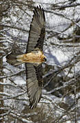 Bearded Vulture