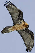 Bearded Vulture