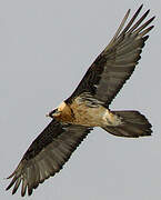 Bearded Vulture