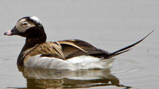 Long-tailed Duck