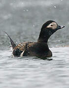 Long-tailed Duck