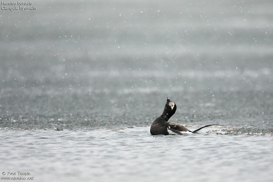 Long-tailed Duck male