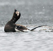 Long-tailed Duck