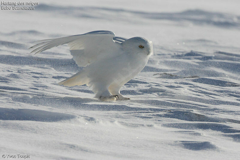 Harfang des neiges mâle adulte