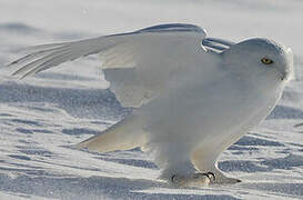 Snowy Owl